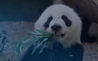 Pandas Need Quality Insurance Coverage, Too