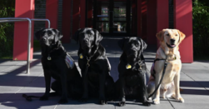 Ranger with three other trained VetDogs